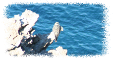 Falco della Regina