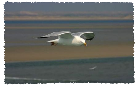 Gabbiano in volo